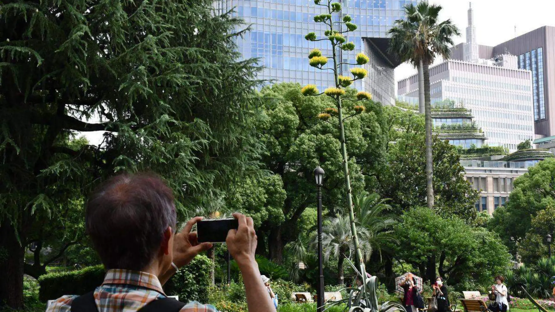 Agave amarillo-Tokio (1)